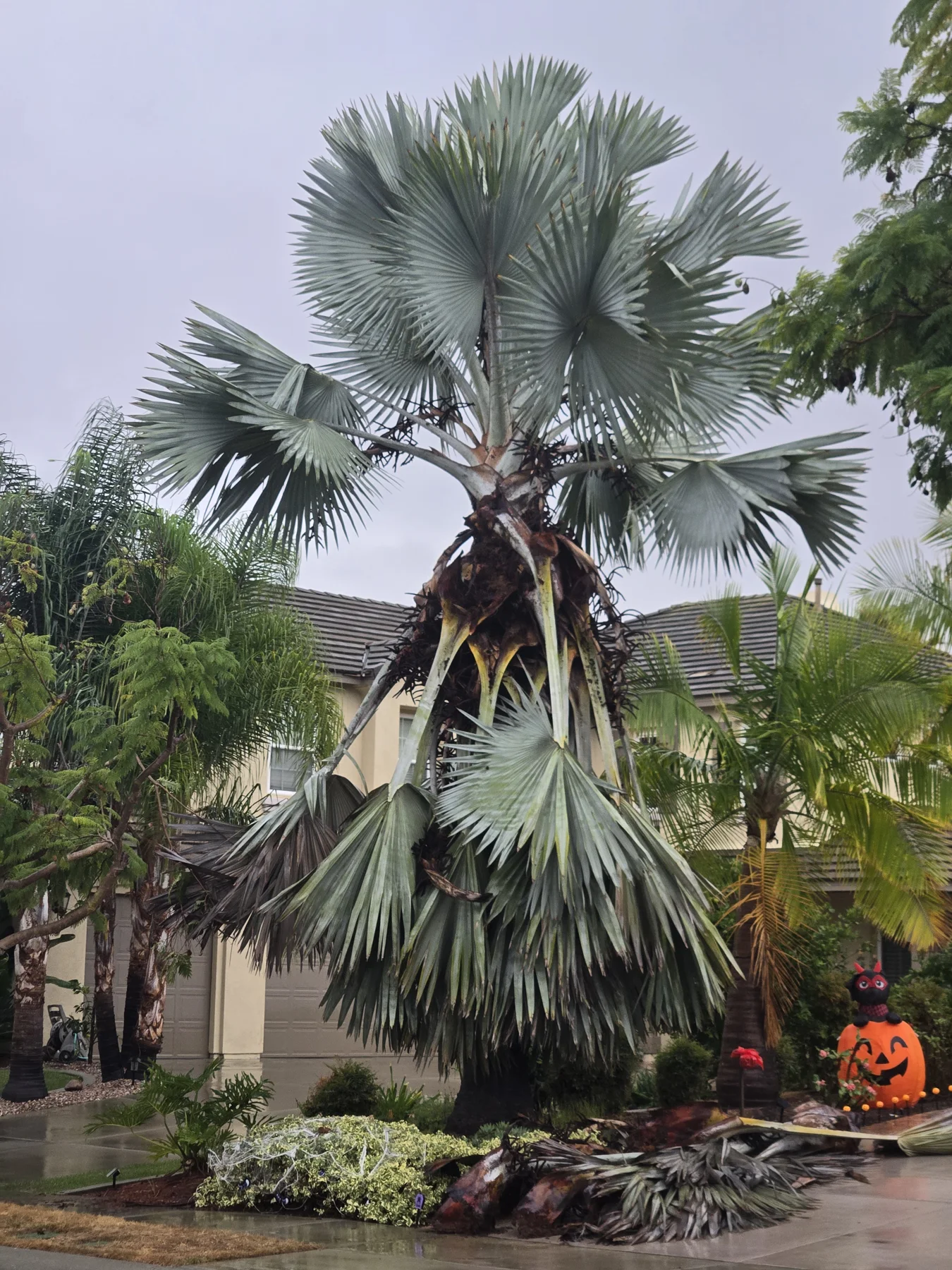 Silver Bismarck palm before removal, with hanging lower leaves