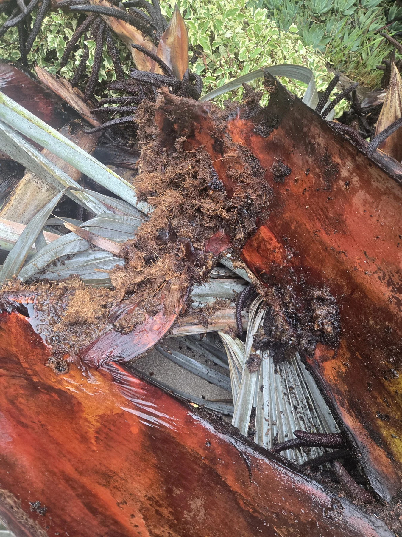 Damaged reddish palm tissue exposed during removal
