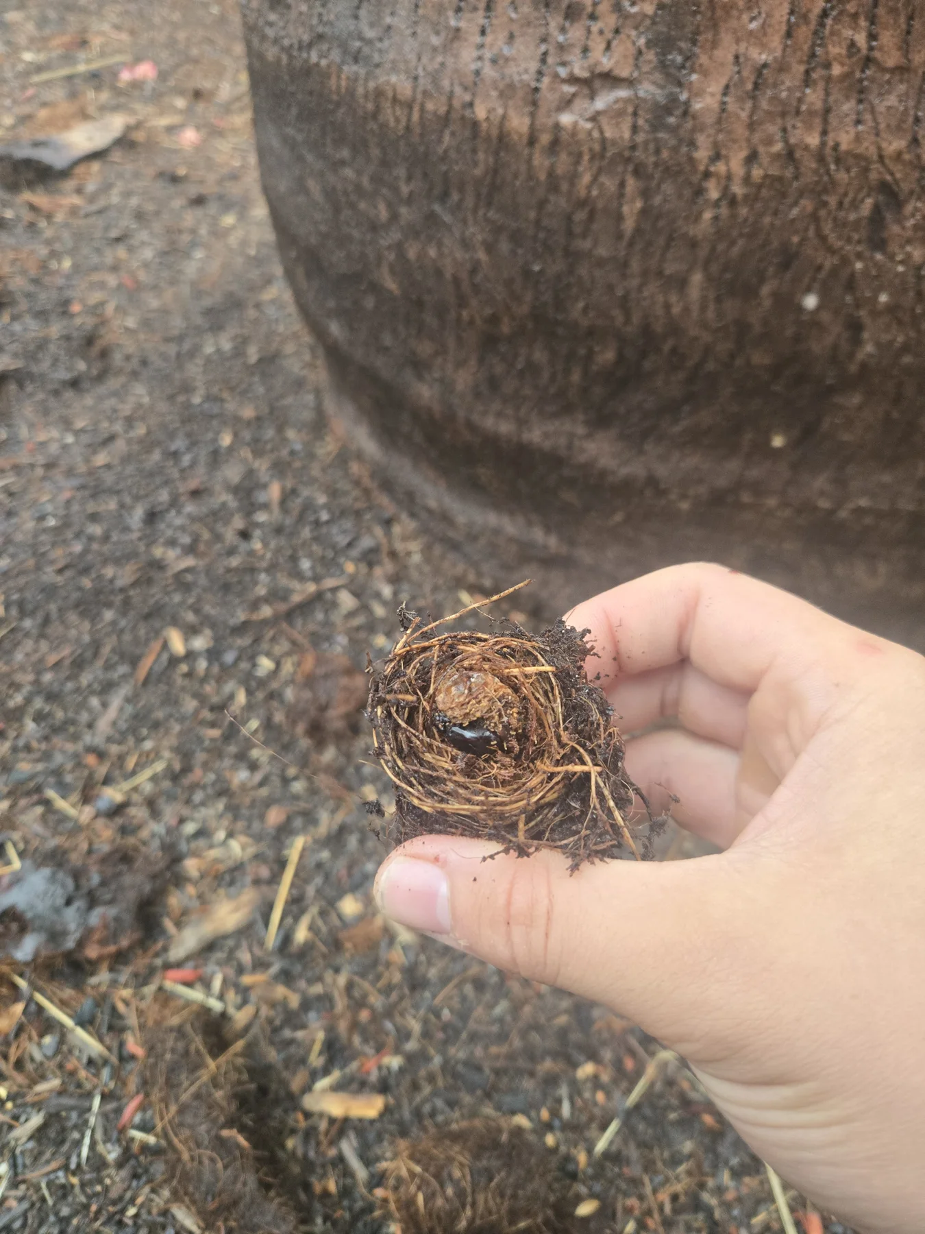 Fibrous weevil cocoon held beside the palm during the field visit