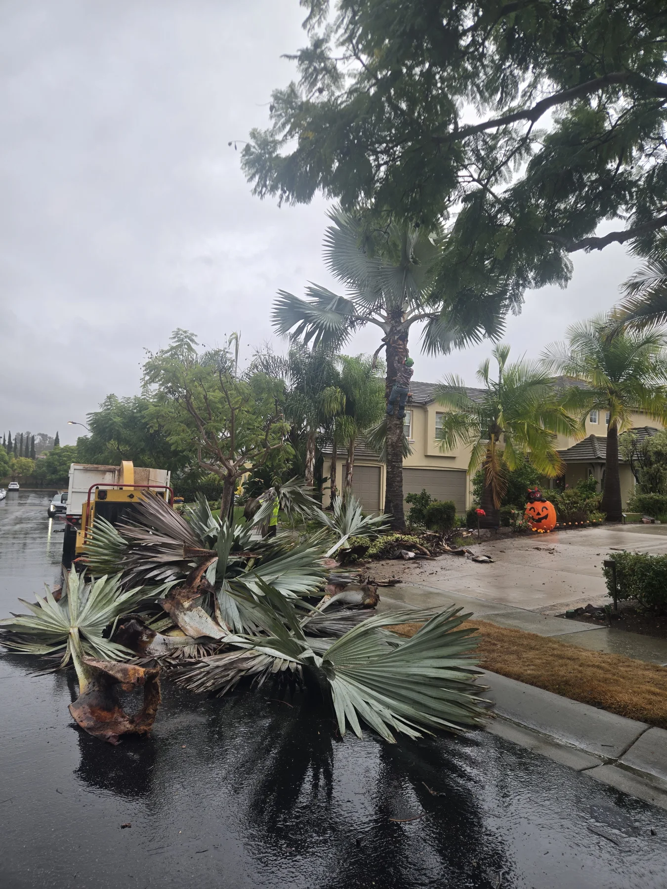 Bismarck fronds and cut palm material during removal