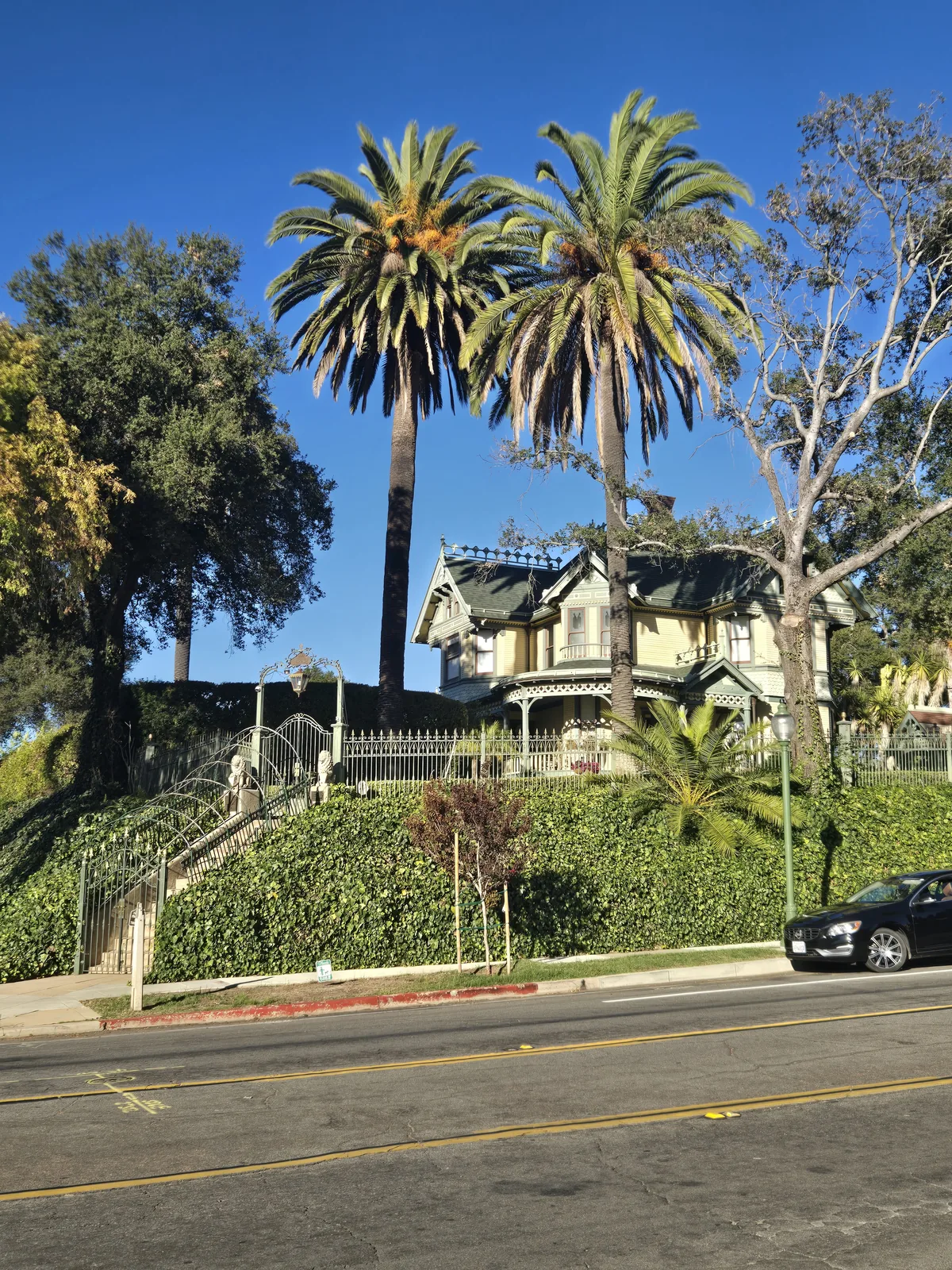 Two mature Canary Island date palms above a hillside house in Old Escondido