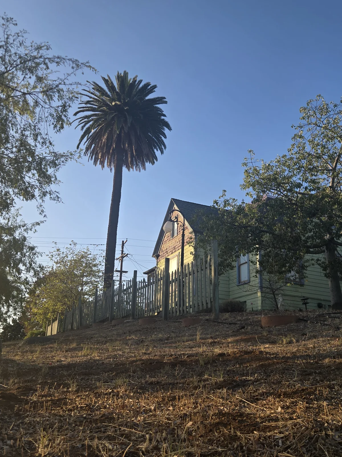 Tall mature palm beside an established Old Escondido home in evening light