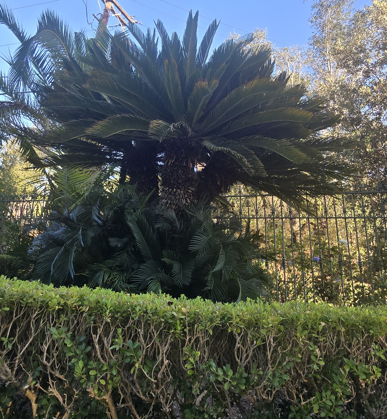 Large multi-headed sago cycad at a private Escondido property