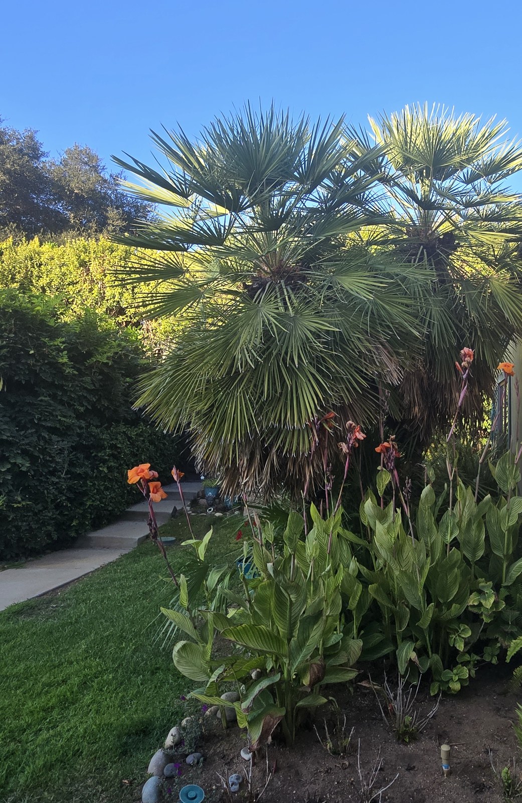 Established multi-trunk Mediterranean fan palm in Escondido