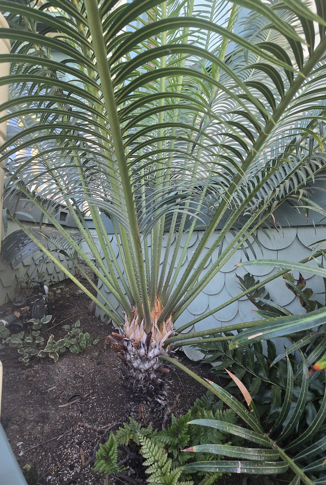 Established Encephalartos cycad being evaluated by San Diego Palm Protection