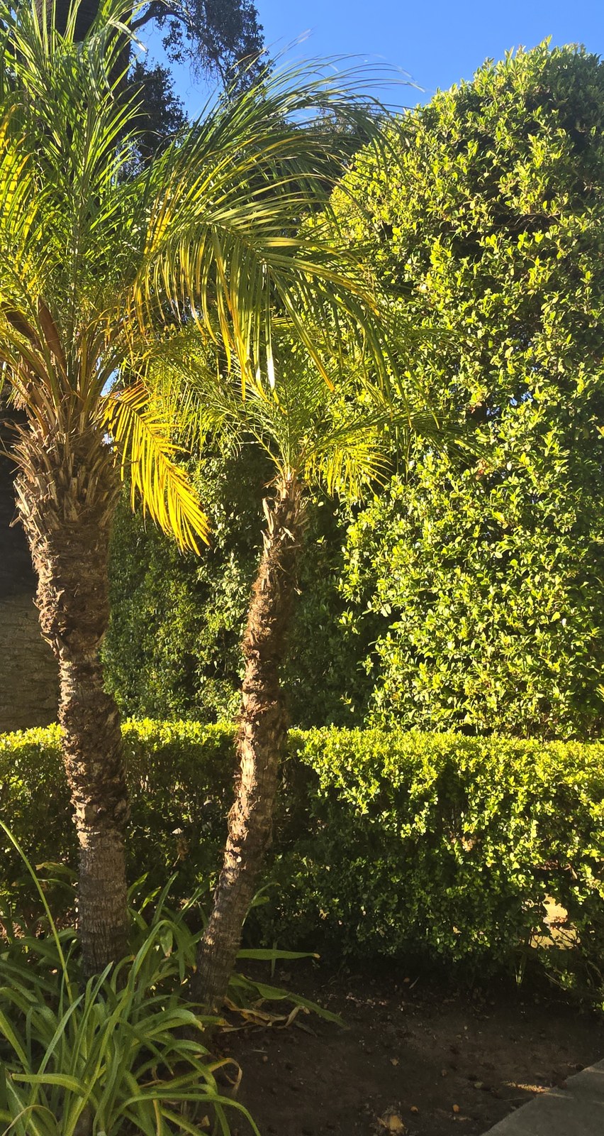 Mature pygmy-date palm grouping at a private Escondido property