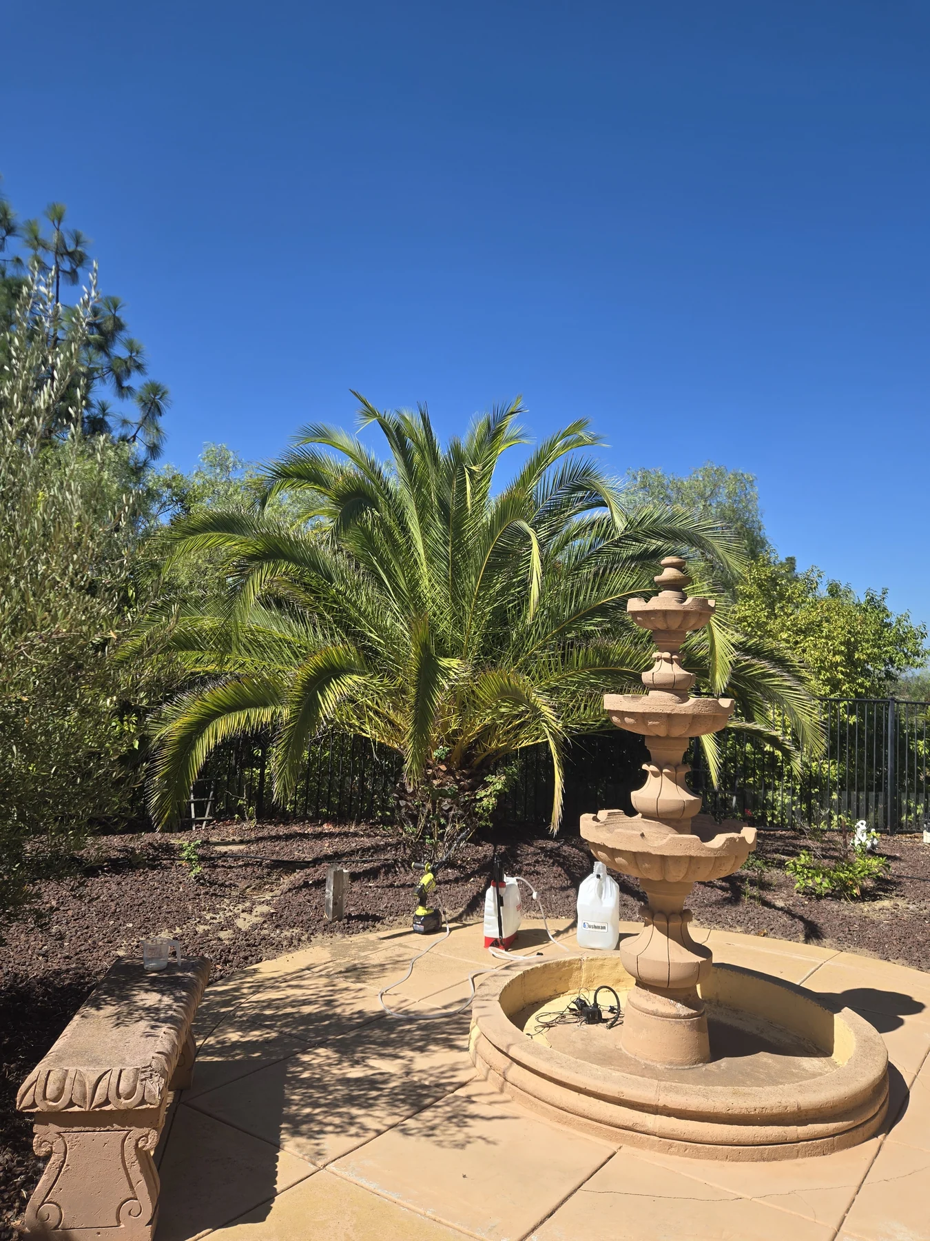 Canary Island date palm beside a garden fountain with treatment equipment nearby