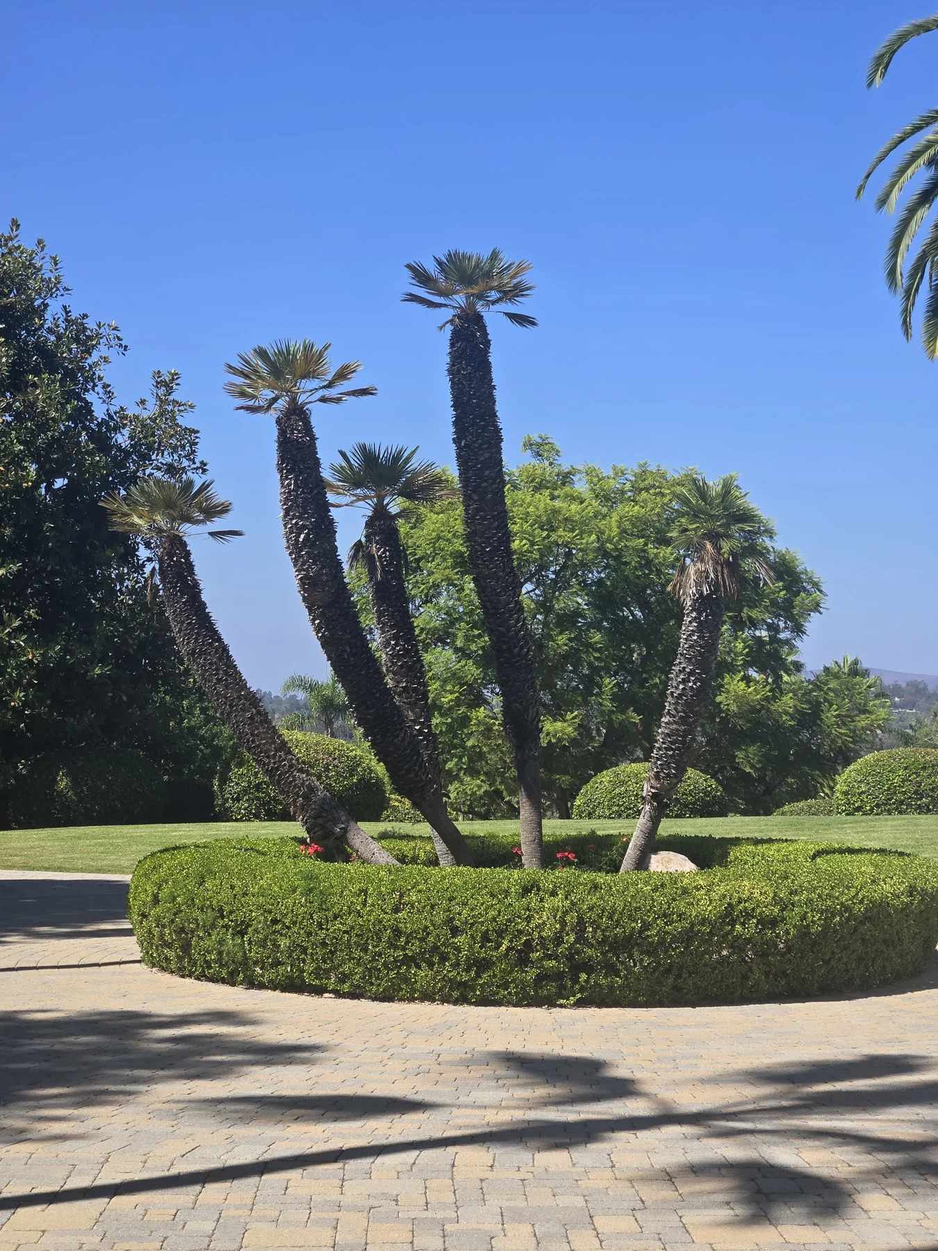 Multi-trunk Mediterranean fan palms within a circular hedge in a residential garden