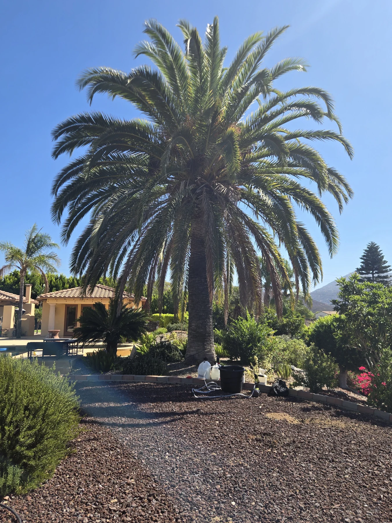 Mature Canary Island date palm beside a pool and pavilion, with treatment equipment at its base