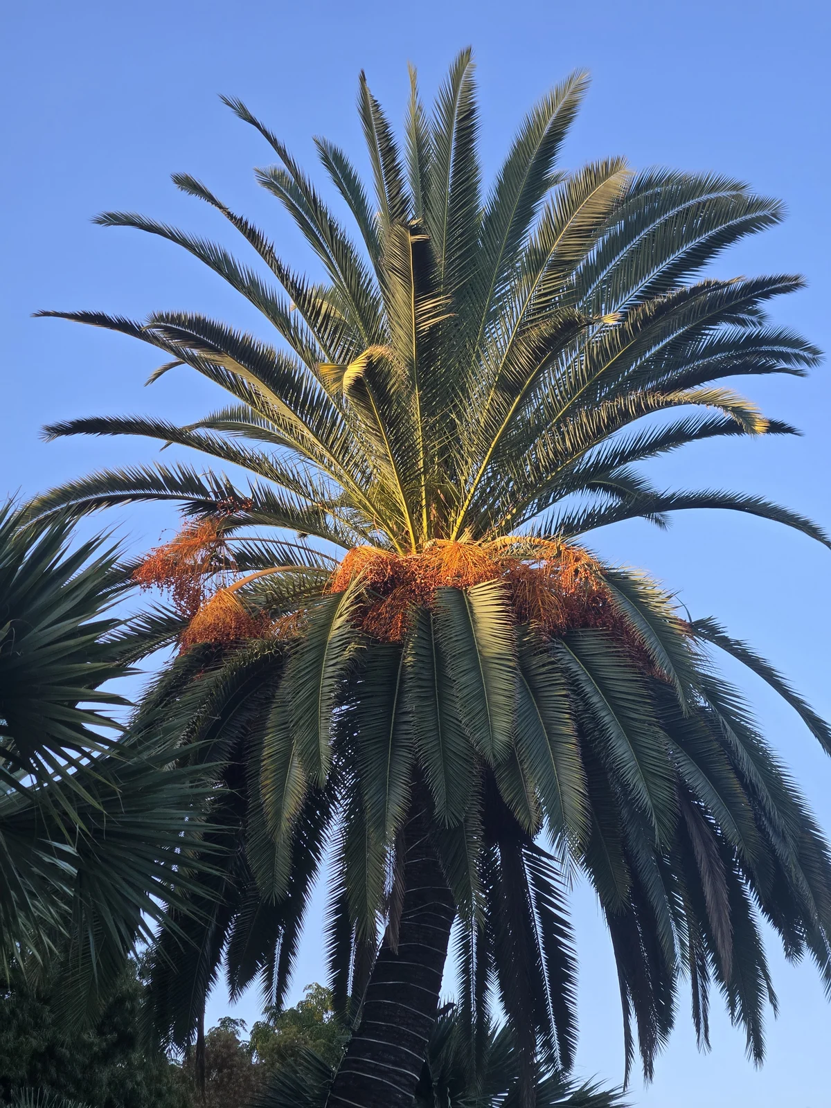 Complete crown of a mature Canary Island date palm photographed during a September customer visit