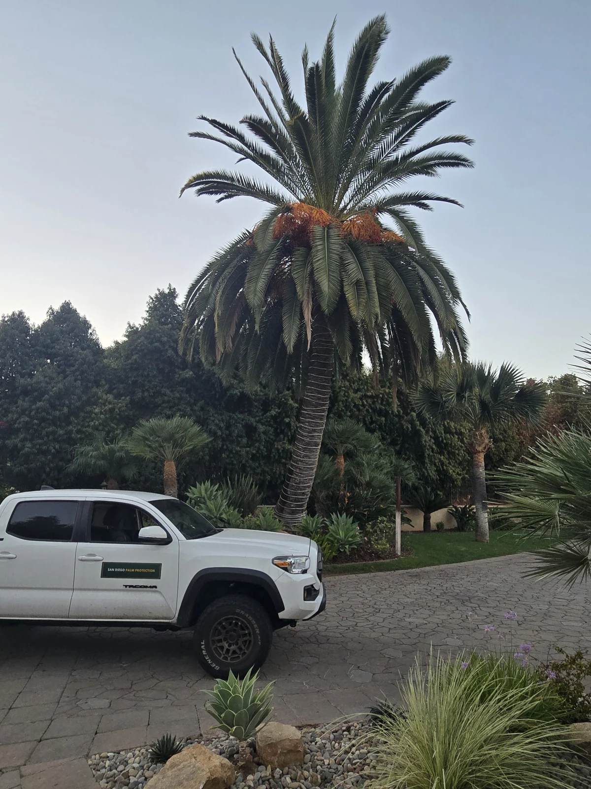 Complete Canary Island date palm, surrounding landscape and San Diego Palm Protection truck during a customer visit