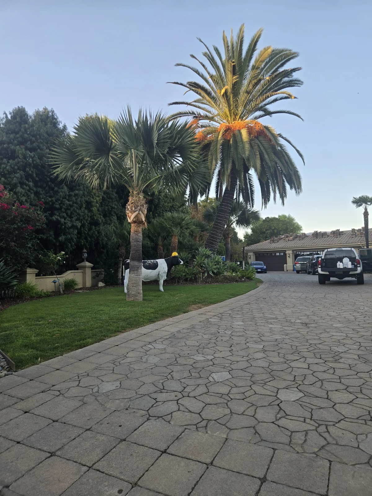 Complete Canary Island date palm and crown within a mature San Diego County residential palm landscape