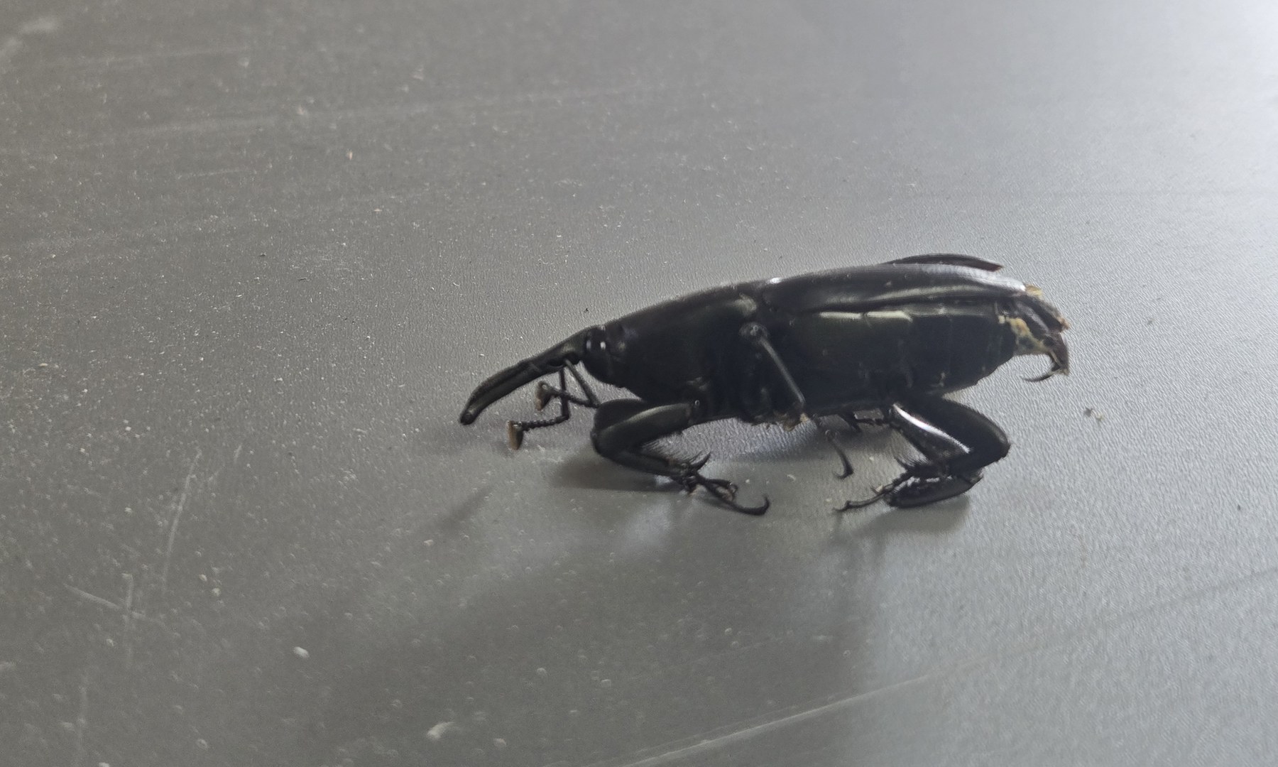 Adult South American palm weevil photographed from the side after capture in Old Escondido