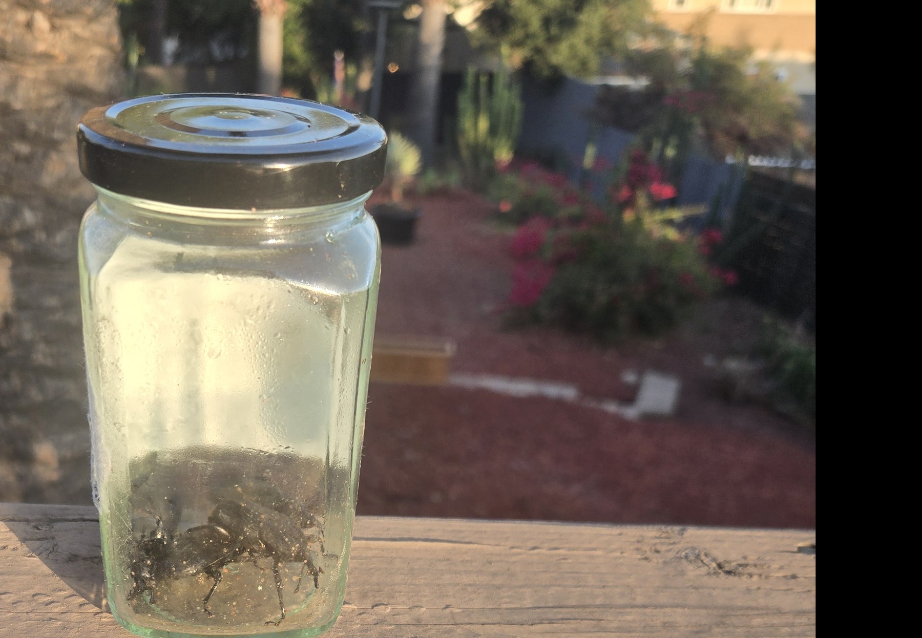 Clear jar containing captured adult palm weevils on June 15, 2026