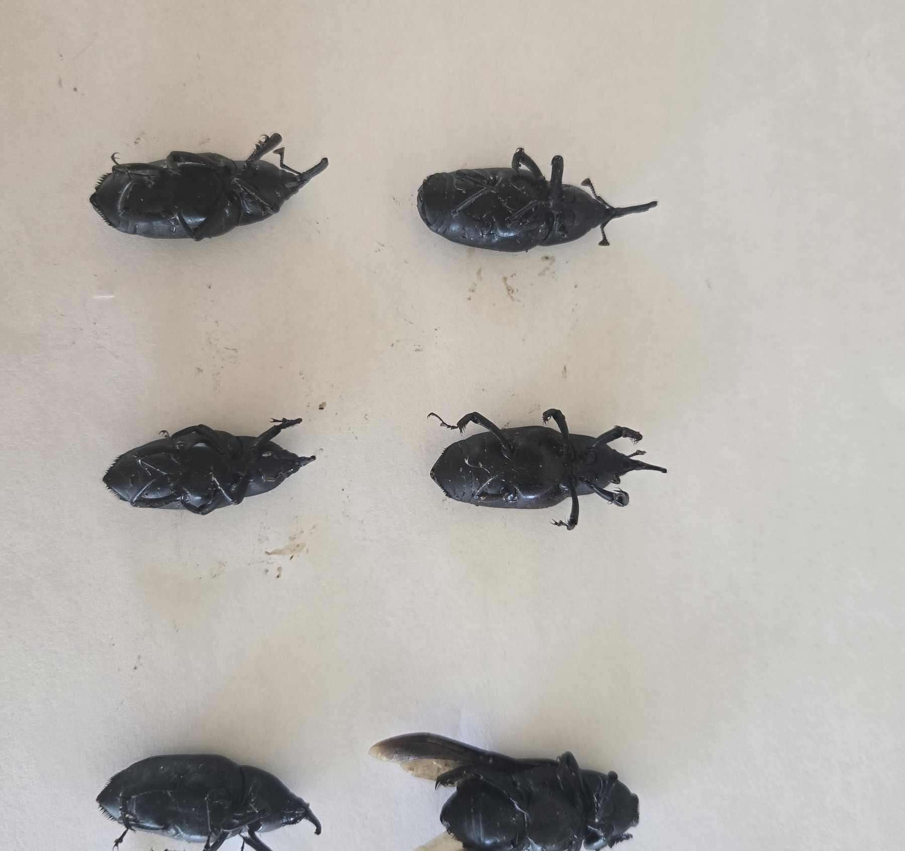 Six captured adult South American palm weevils arranged on a plain surface on June 16, 2026