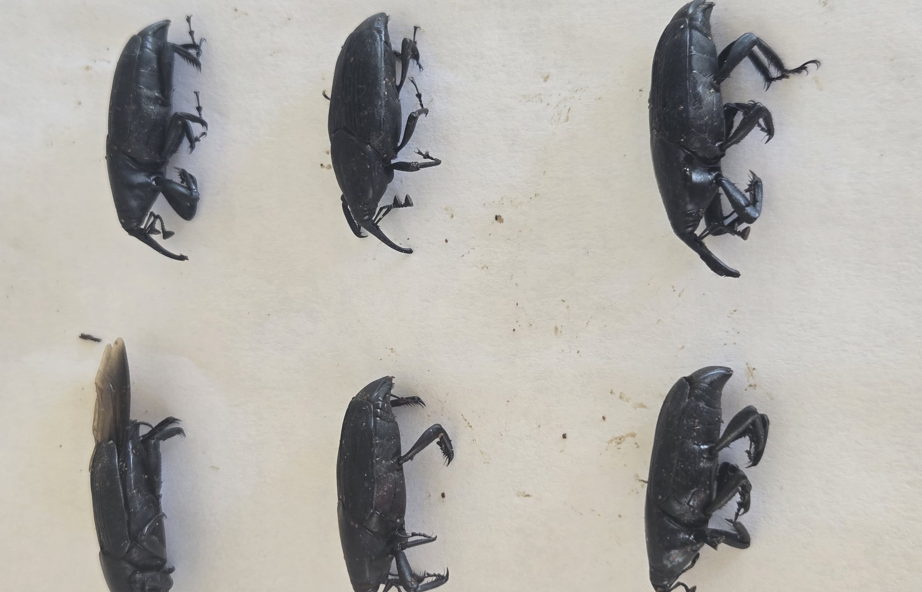 Side-profile view of six captured adult palm weevils documented in Old Escondido
