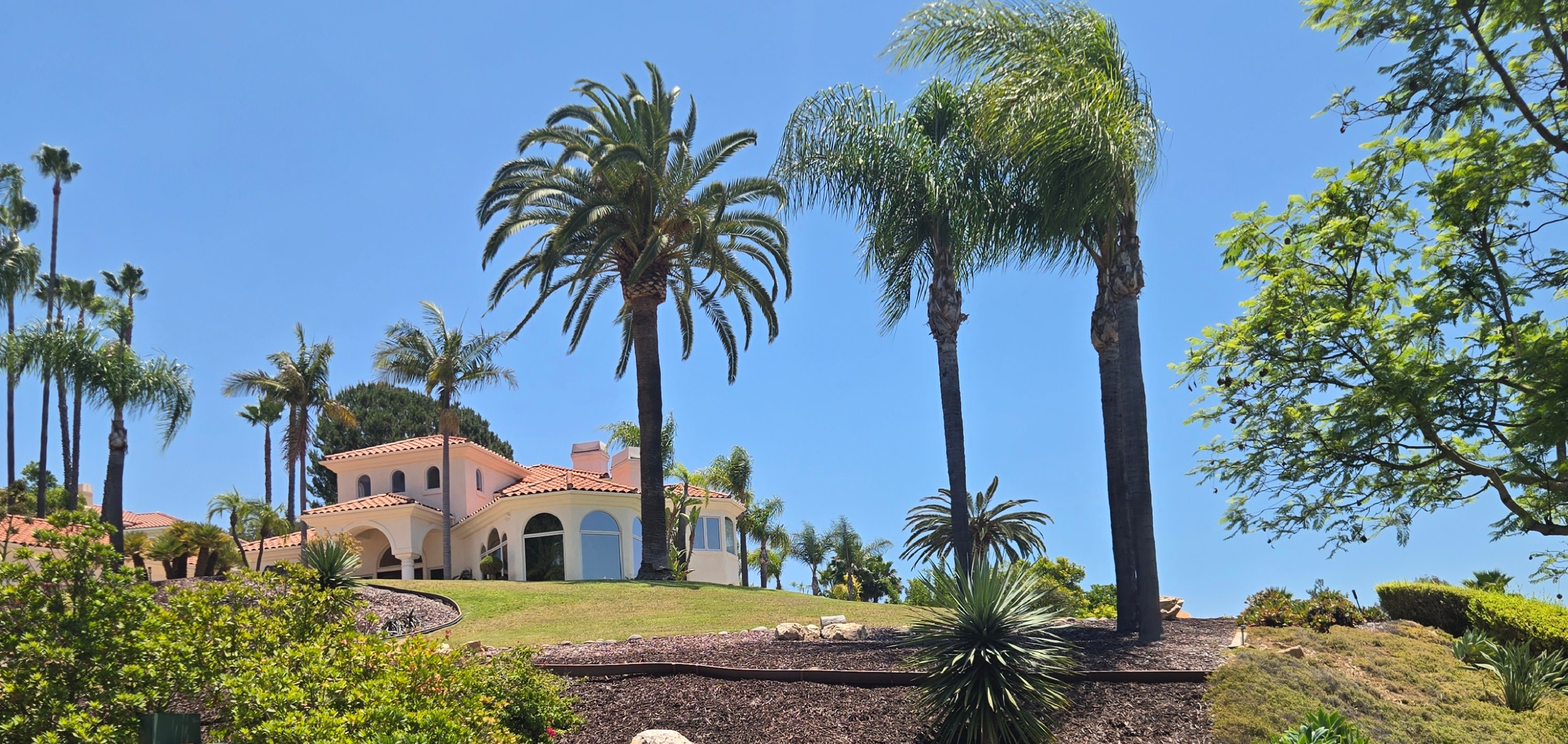 Palm treatment service