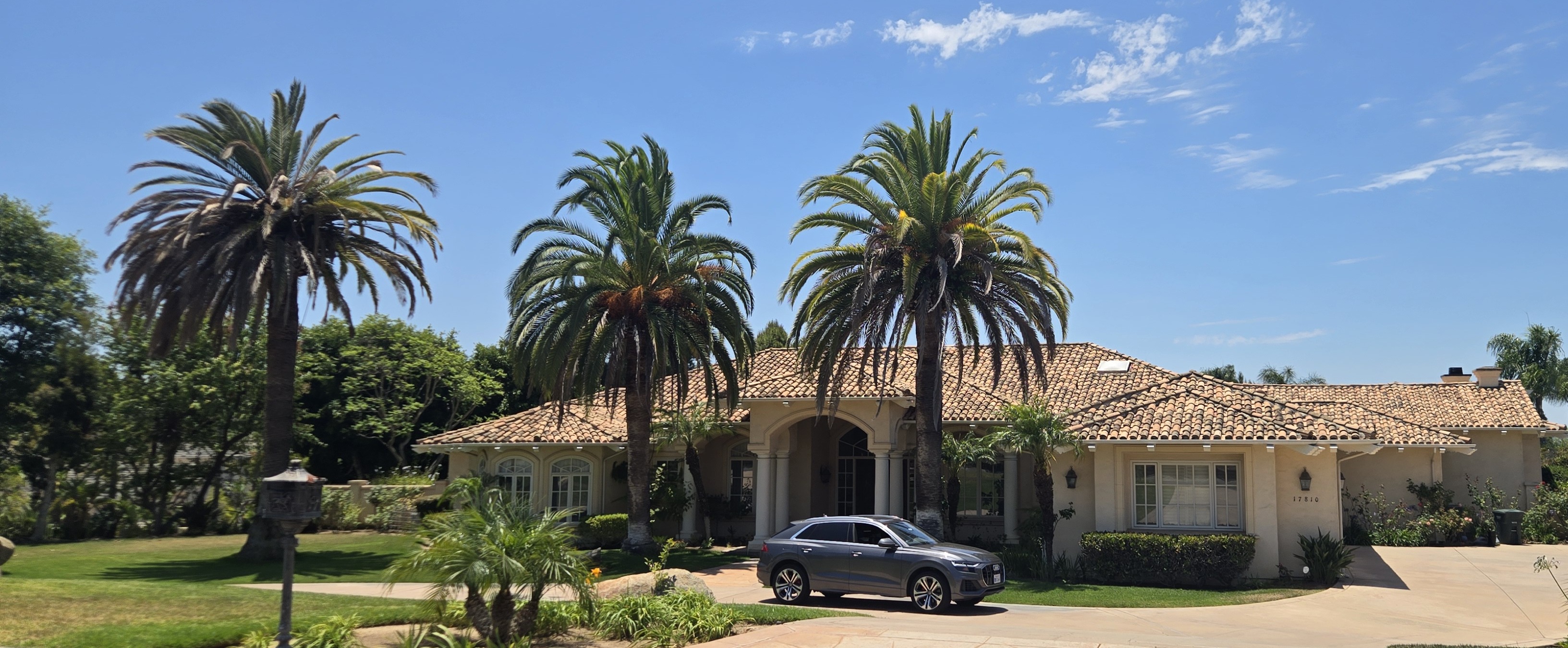 Palm landscape in North County San Diego