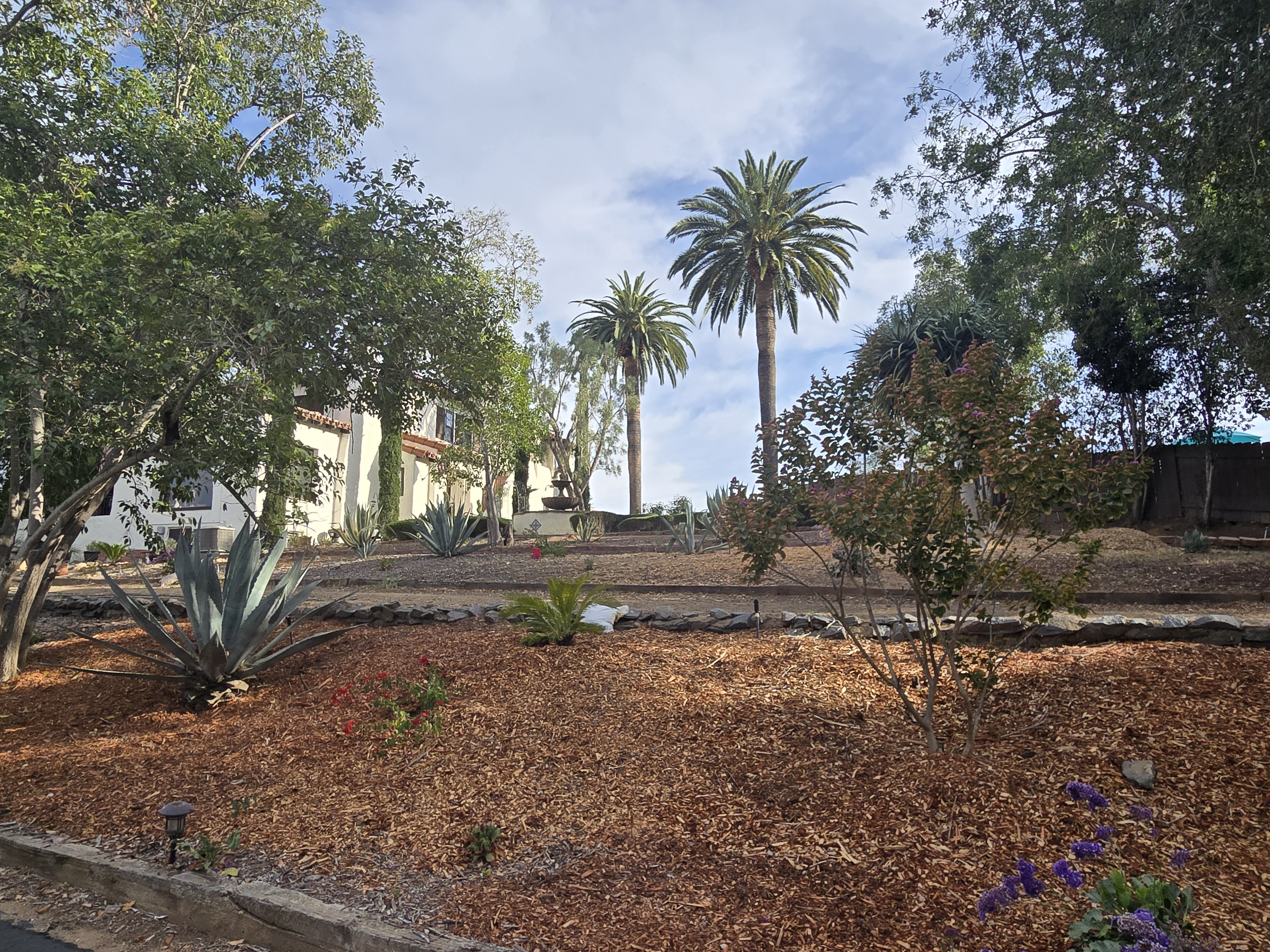 Large healthy Canary Island Date Palm on an Old Escondido residential property