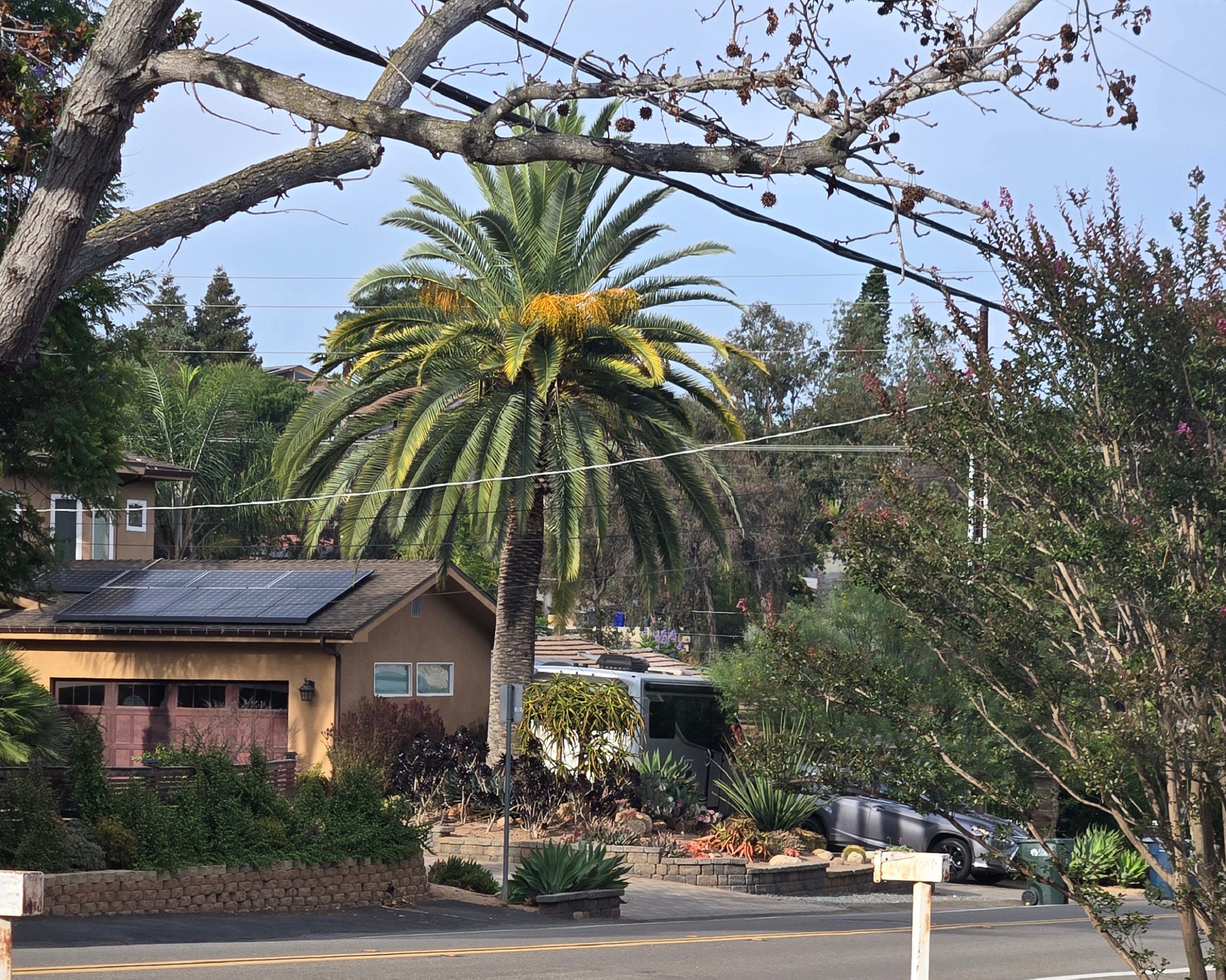 Protected mature palms in North County San Diego