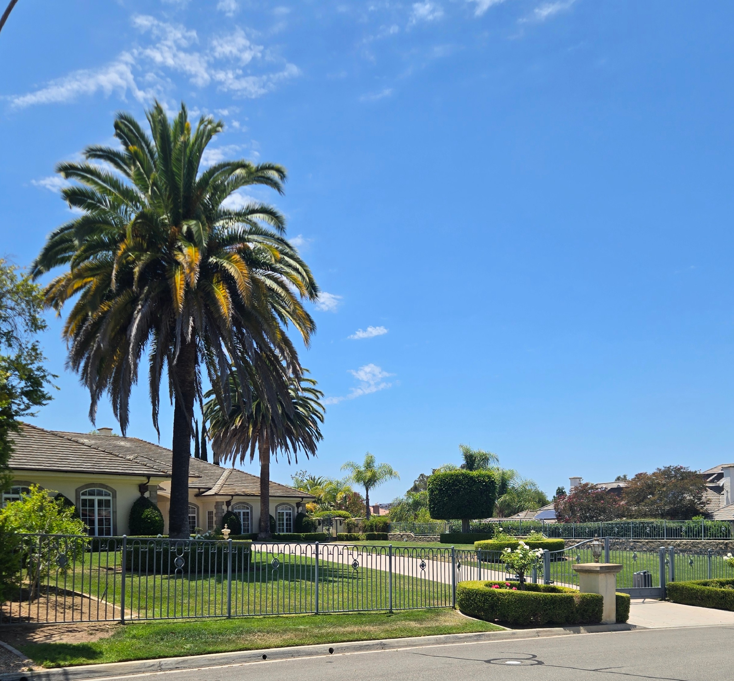 Healthy mature Canary Island Date Palm in a Poway estate landscape
