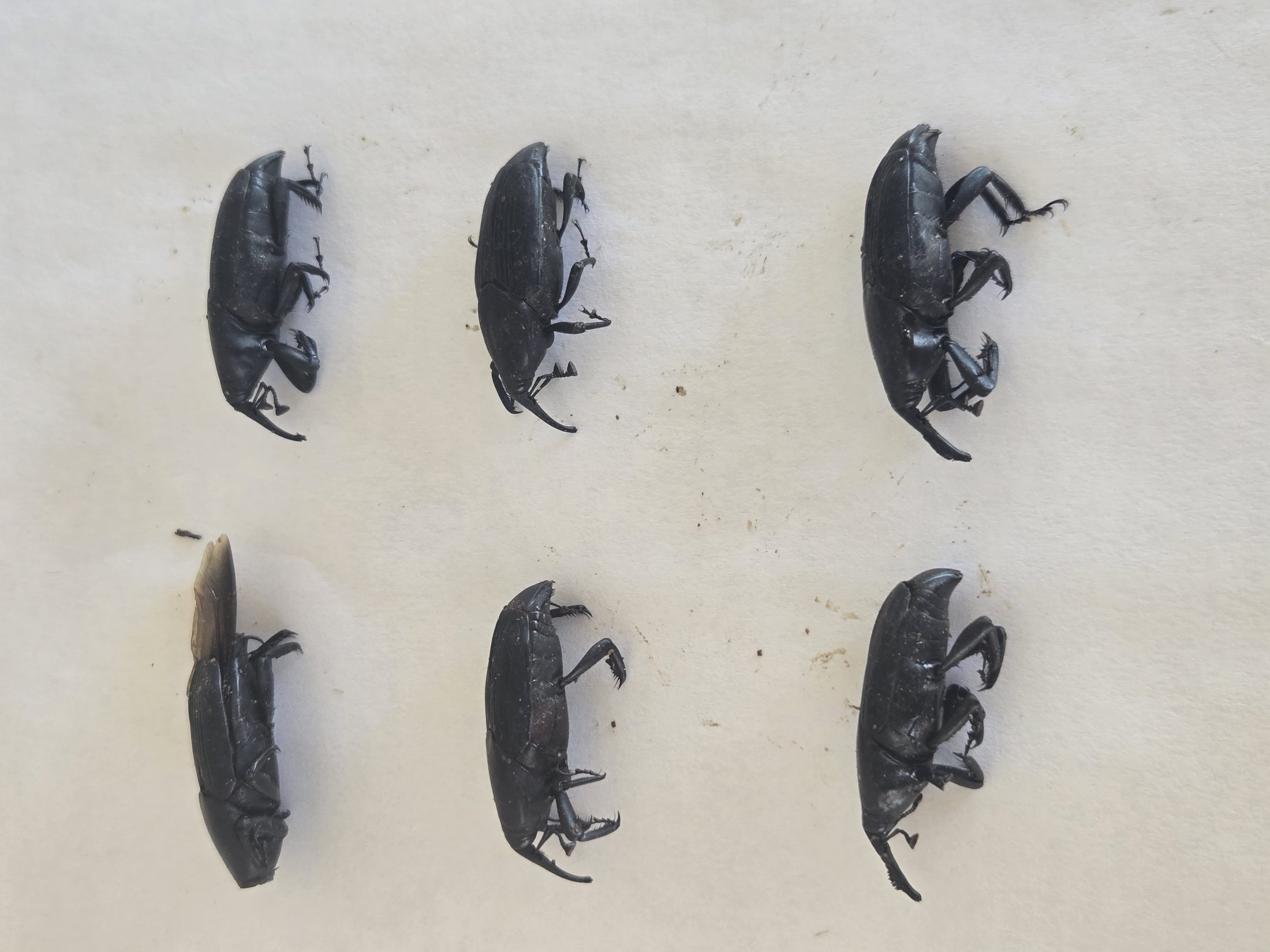 Multiple adult palm weevils recovered in Old Escondido