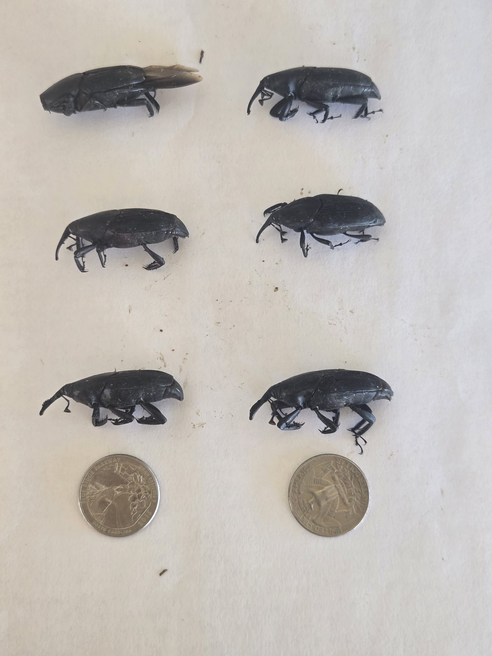 Multiple adult palm weevils recovered during Canary Island Date Palm monitoring in Old Escondido