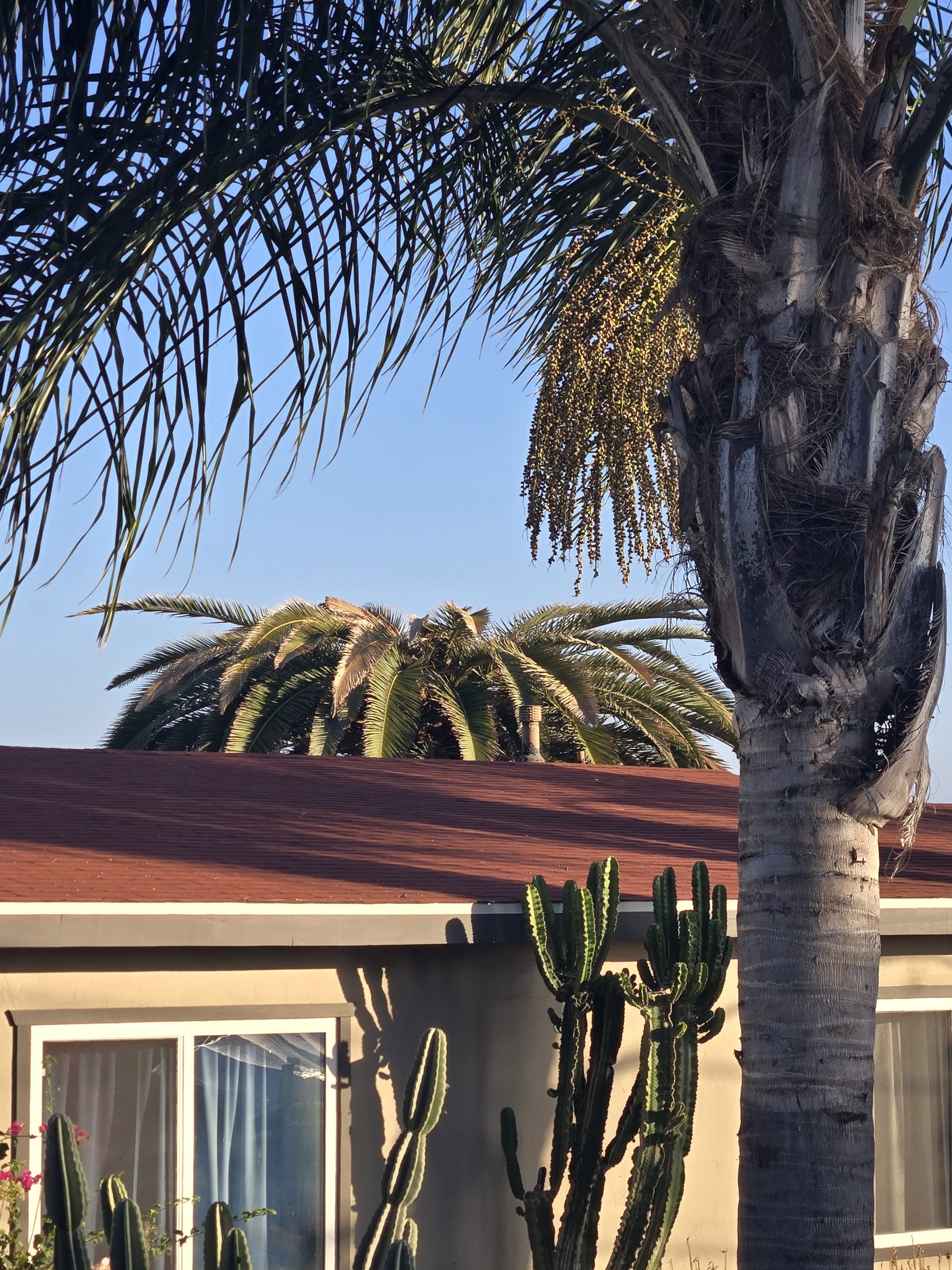 Mature Canary Island Date Palm visible above an Old Escondido residential roofline near other mature palms