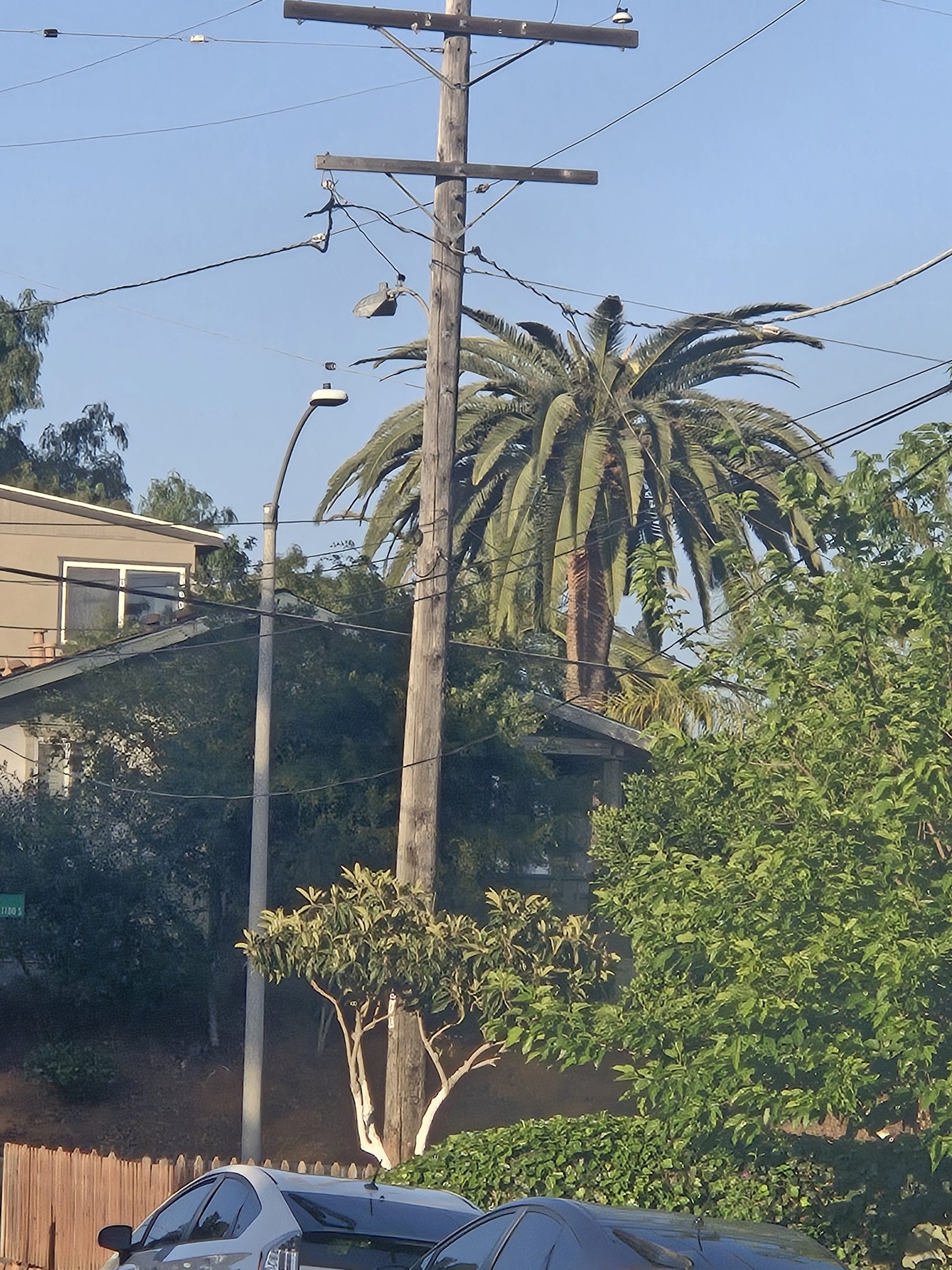 Mature Canary Island Date Palm near an Old Escondido street with residential and utility corridor context