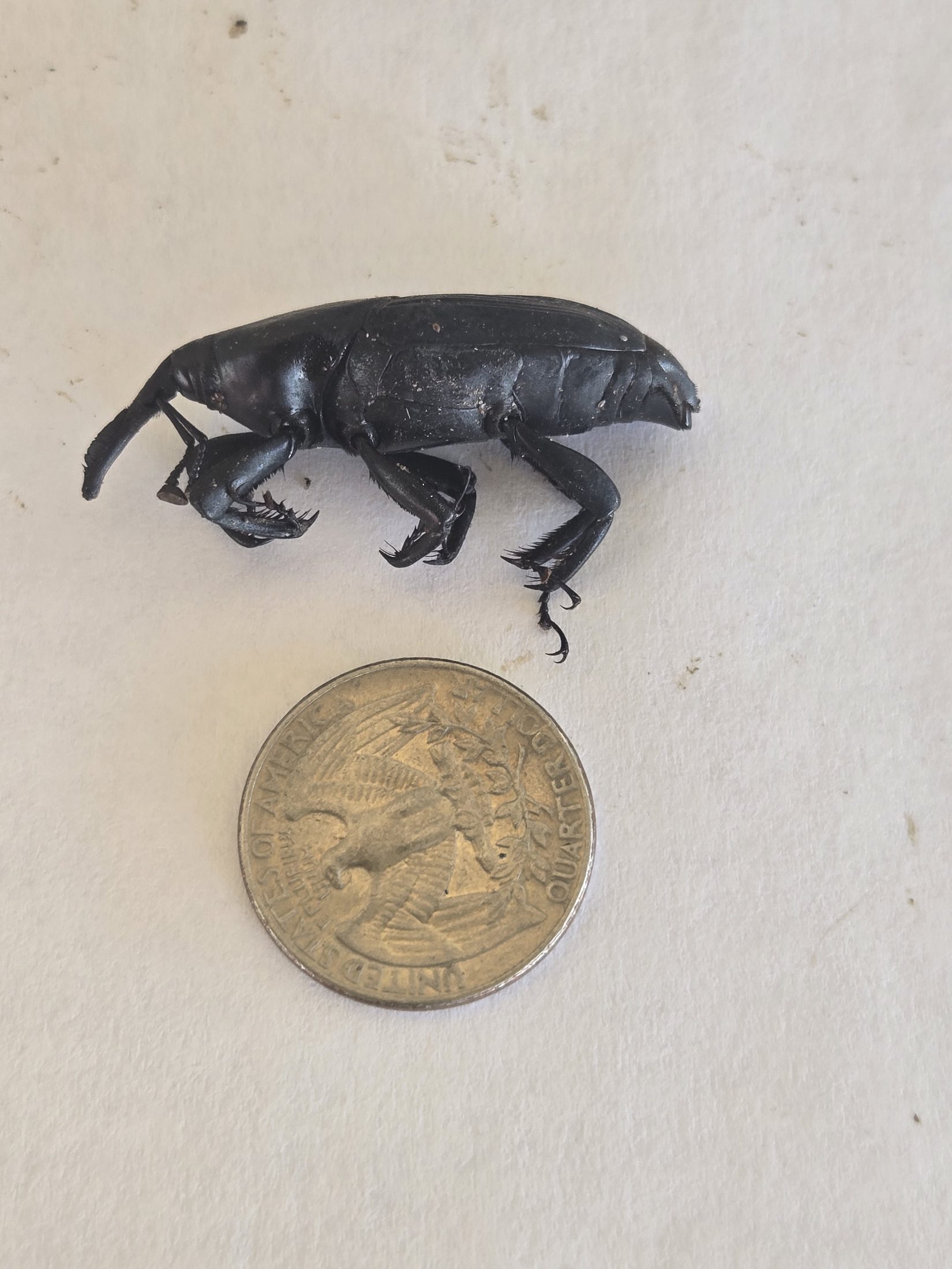 Closeup side profile of adult palm weevil recovered in Old Escondido