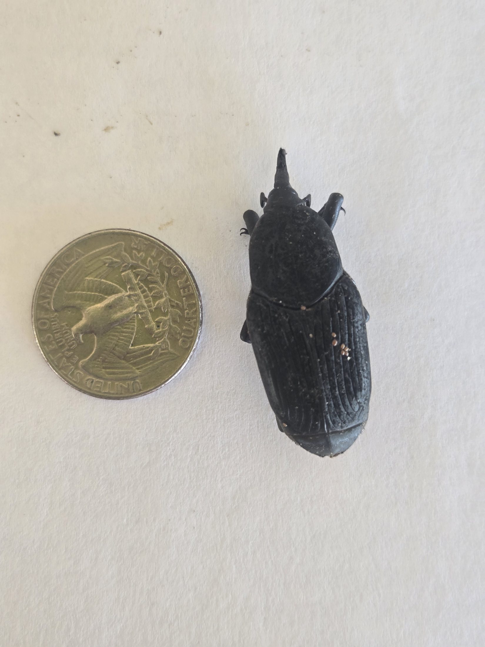 Top view of adult palm weevil recovered in Old Escondido