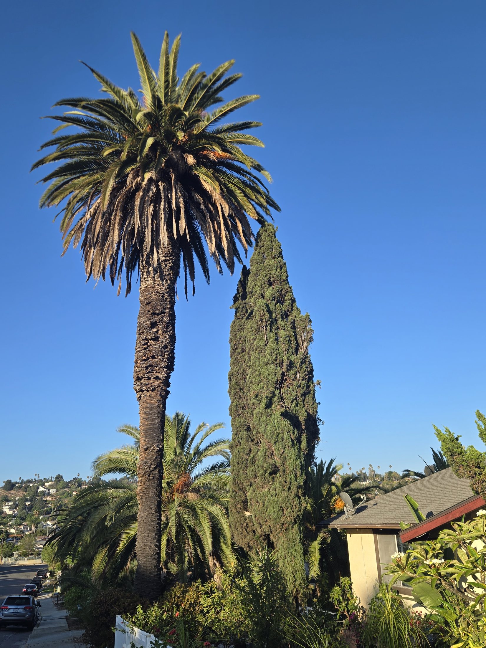 Mature historic Canary Island Date Palm in Old Escondido near other mature palms