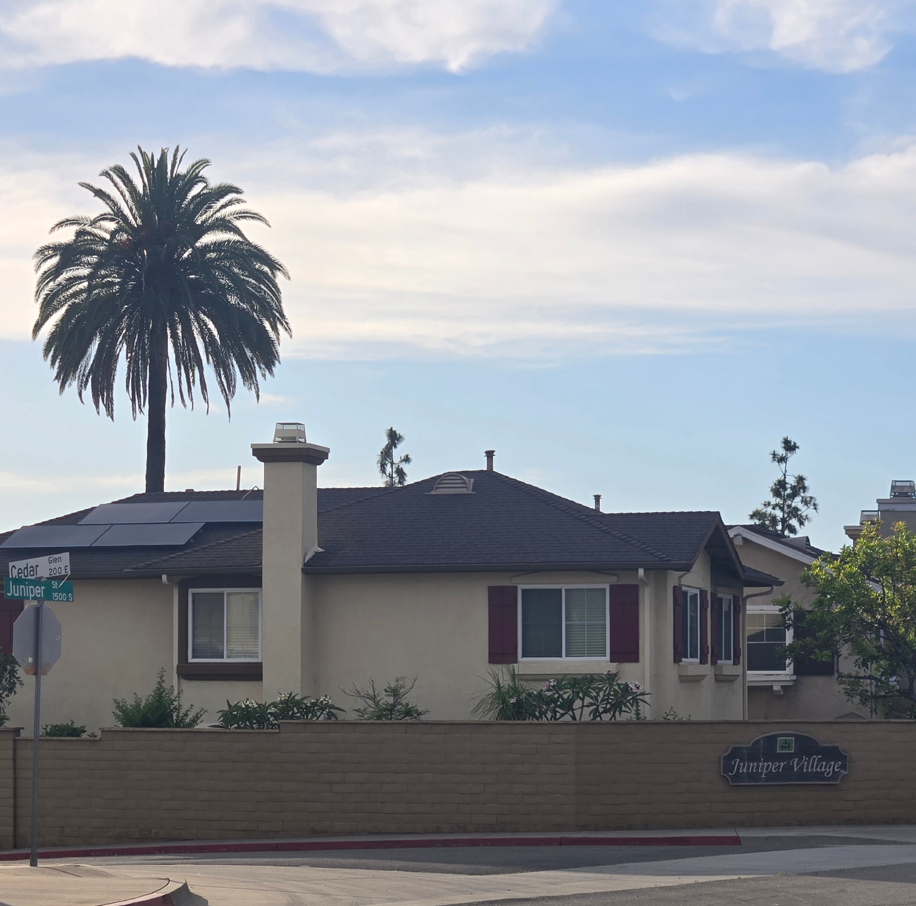 Mature Canary Island Date Palms in Old Escondido