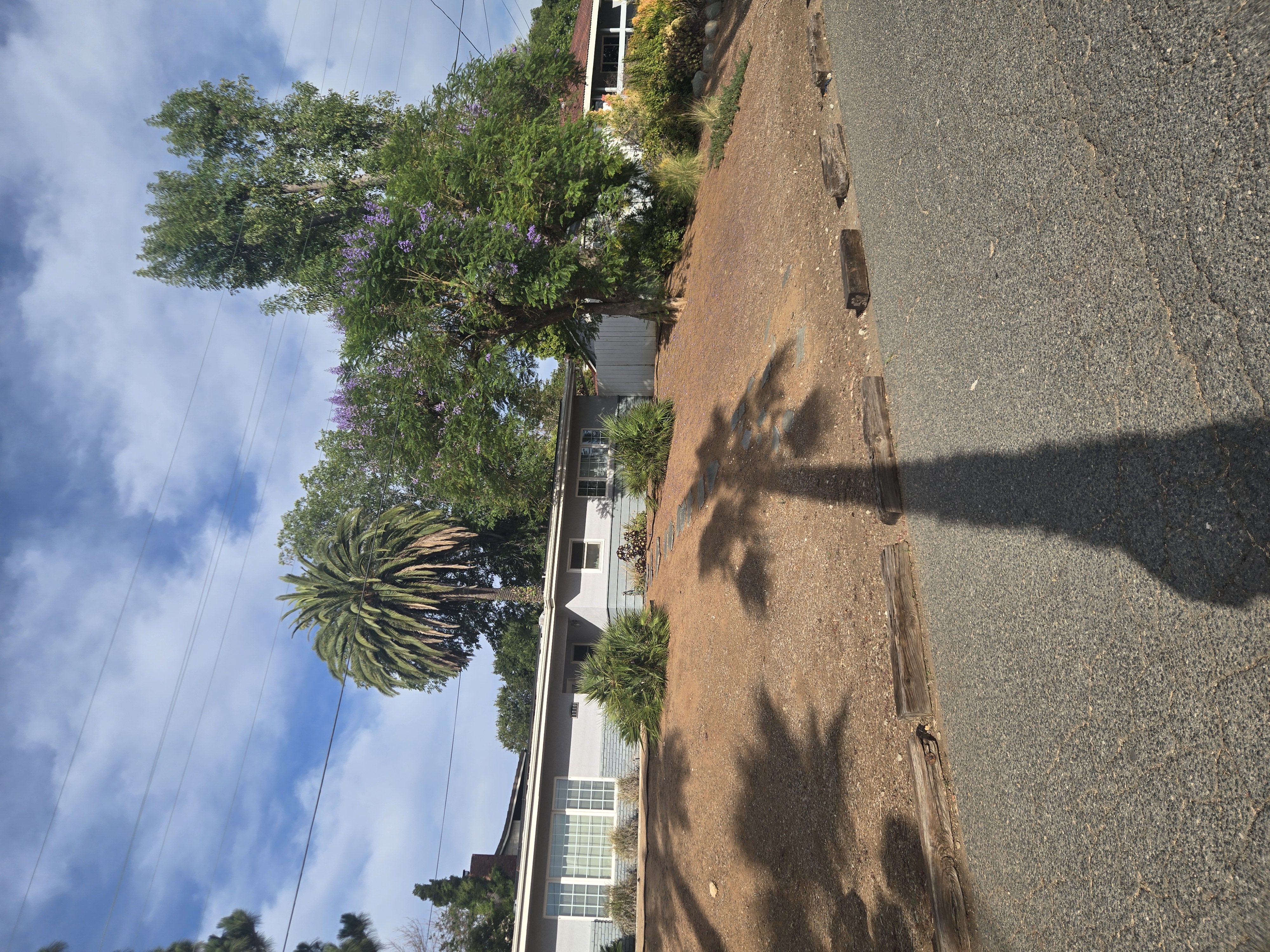 Older Canary Island Date Palm in Old Escondido neighborhood landscape