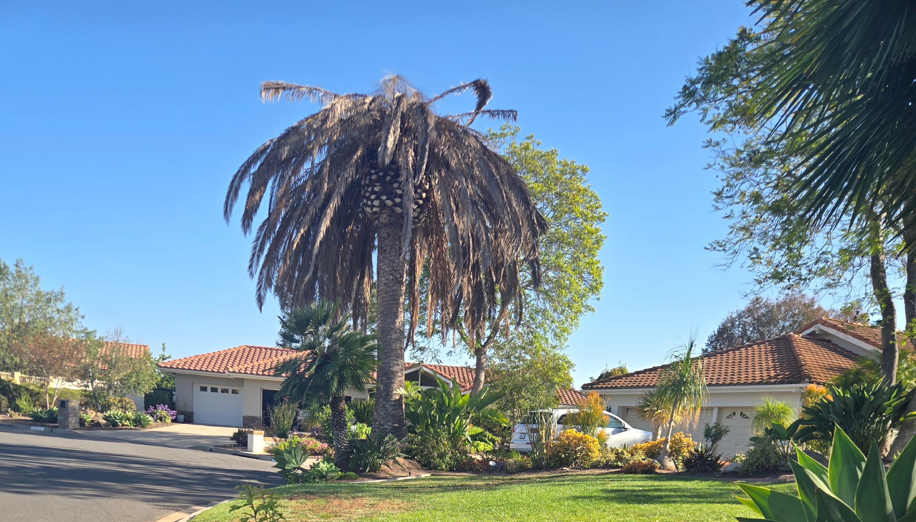 Severe palm decline example in Southern California