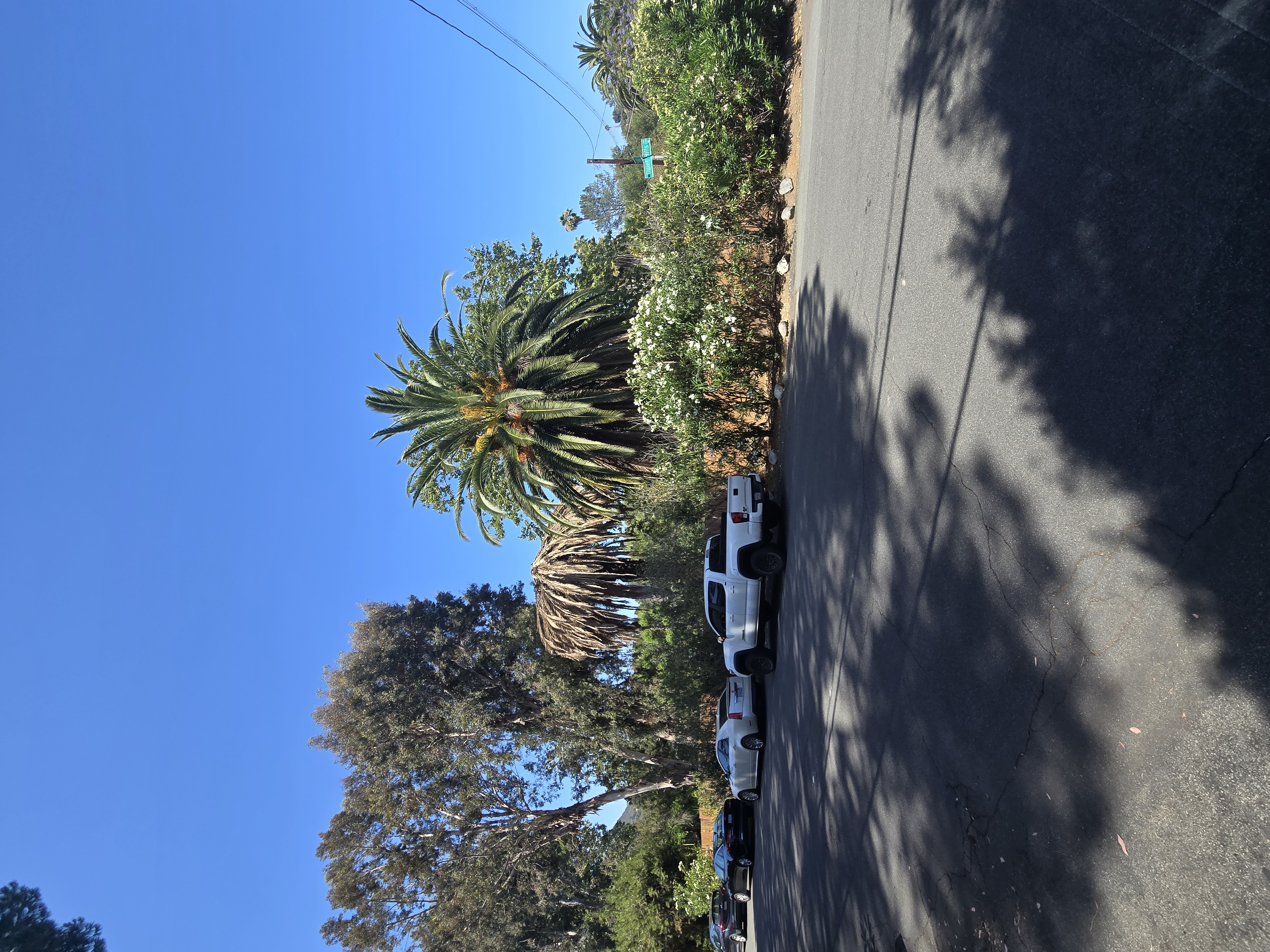 Severe palm decline example in Southern California