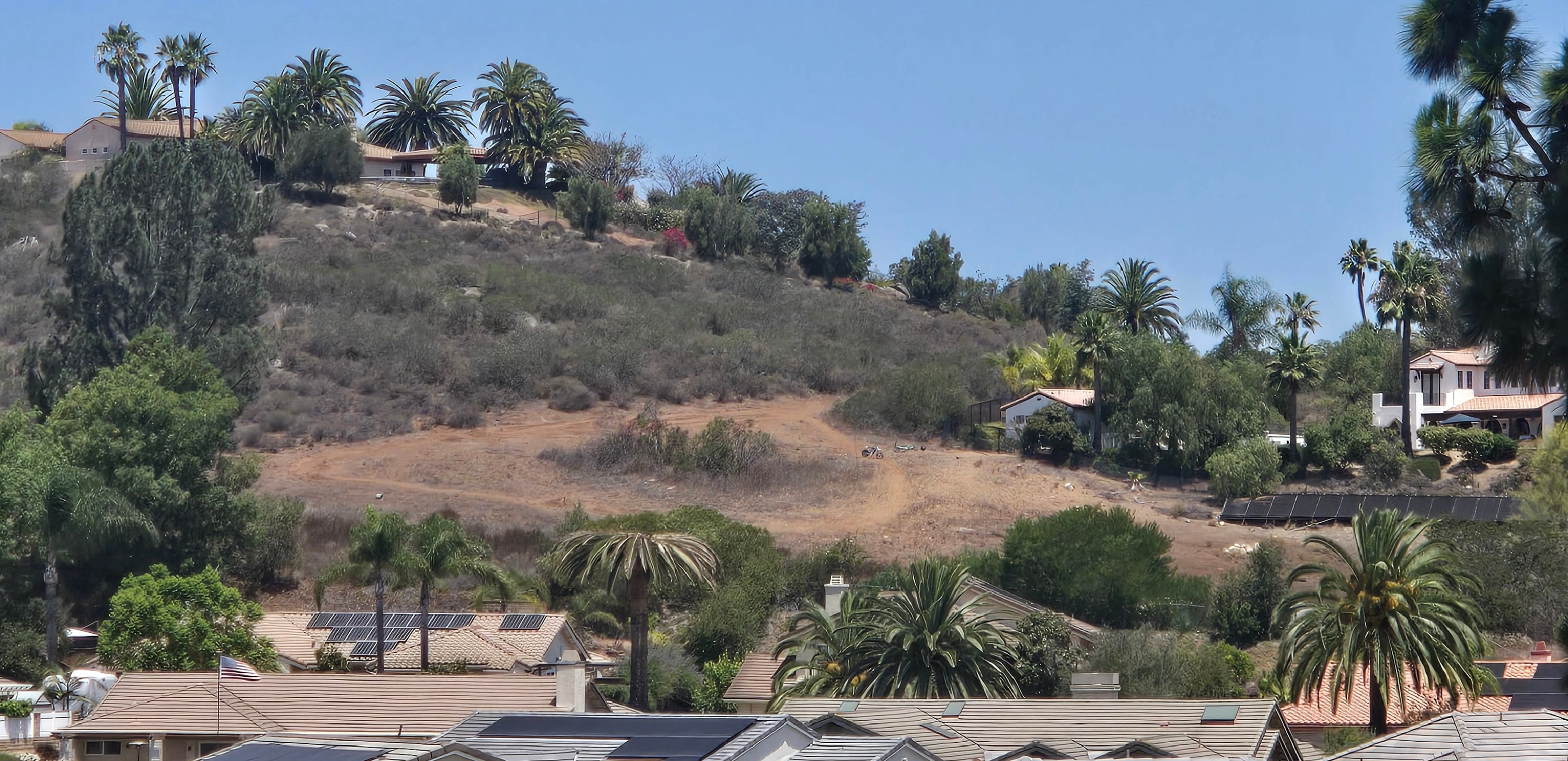 Several healthy Canary Island Date Palms and one dead palm in Poway