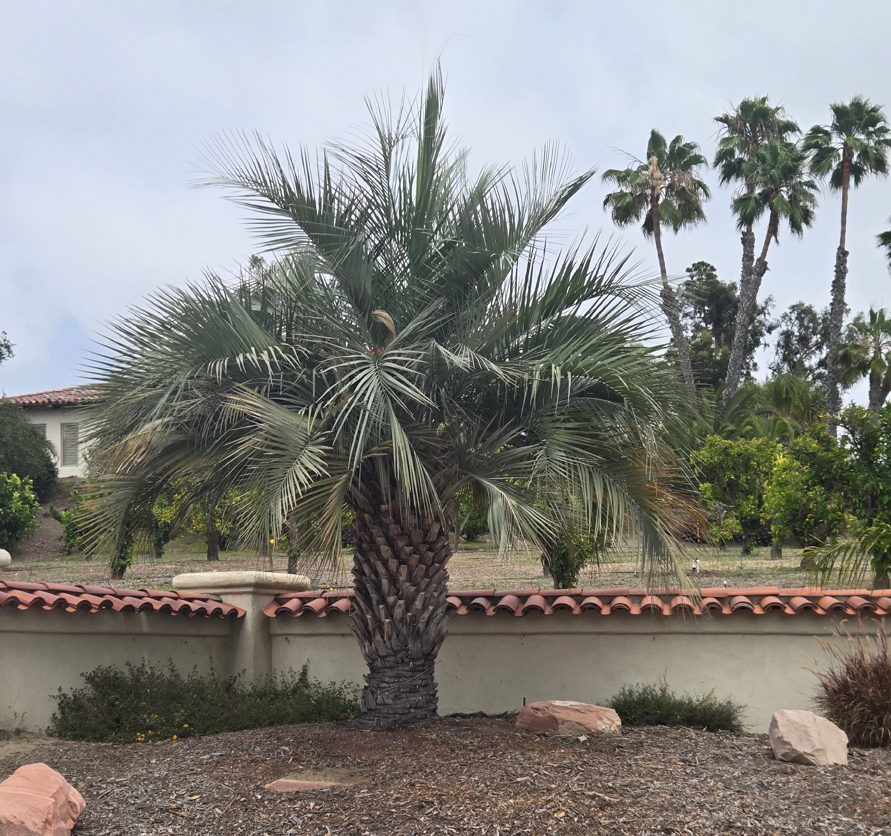 Blue-gray fan palm specimen in a premium San Diego landscape