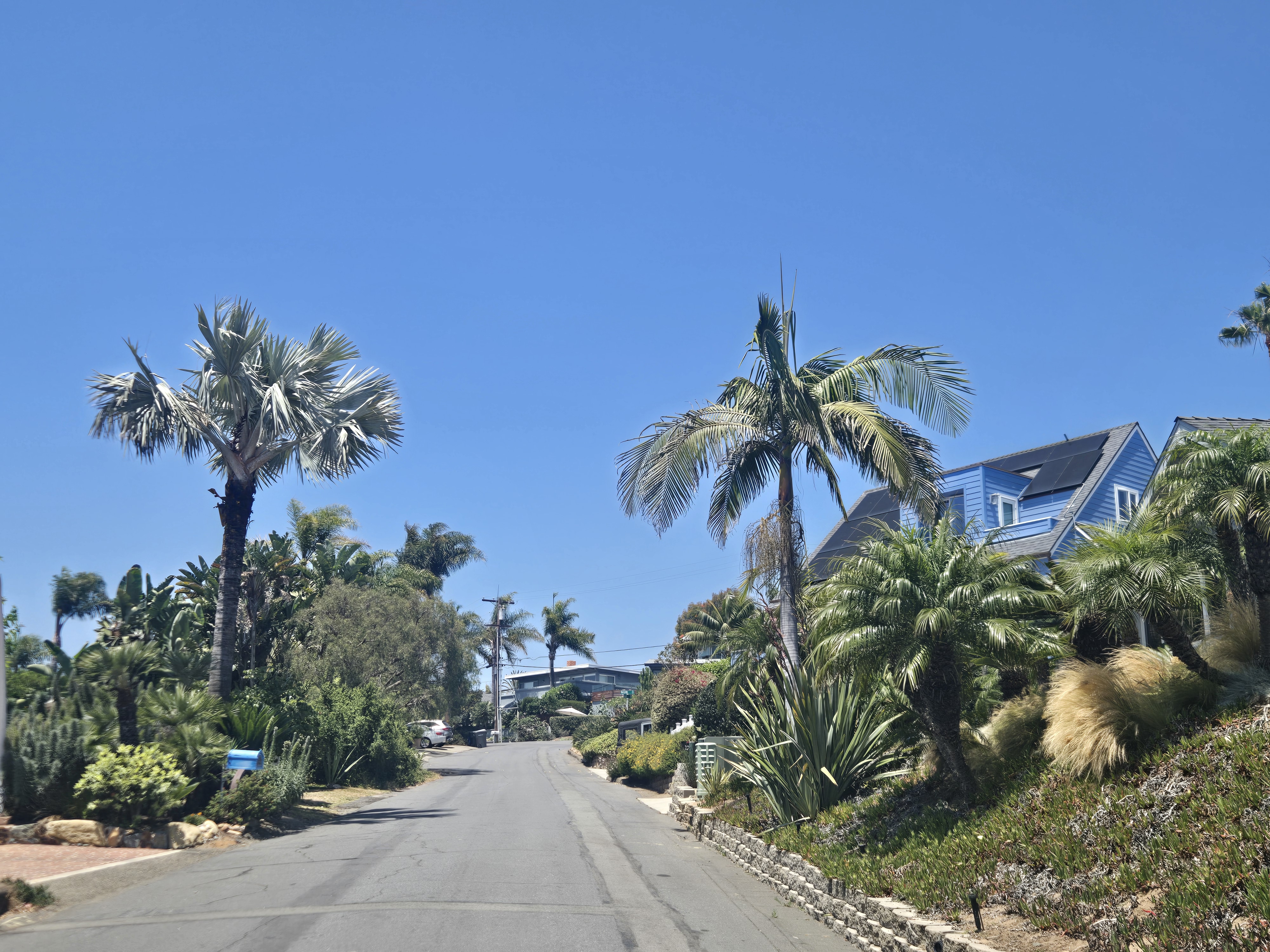 Premium San Diego street with mature luxury palms and estate-style landscaping