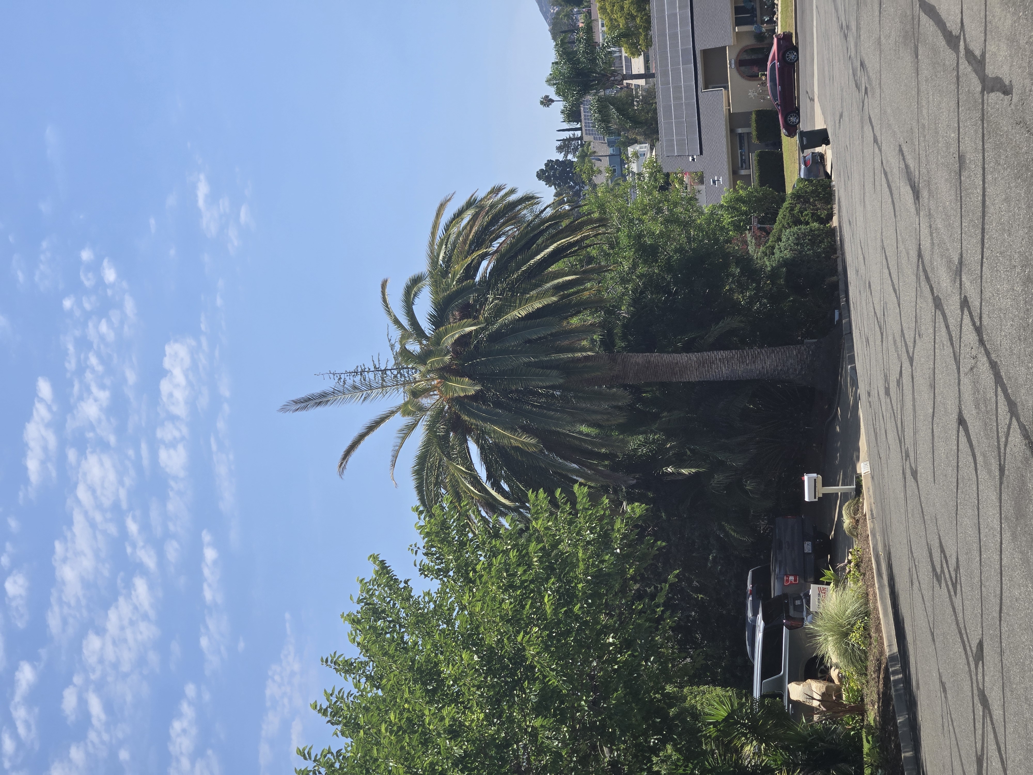 Severe palm decline example in Southern California