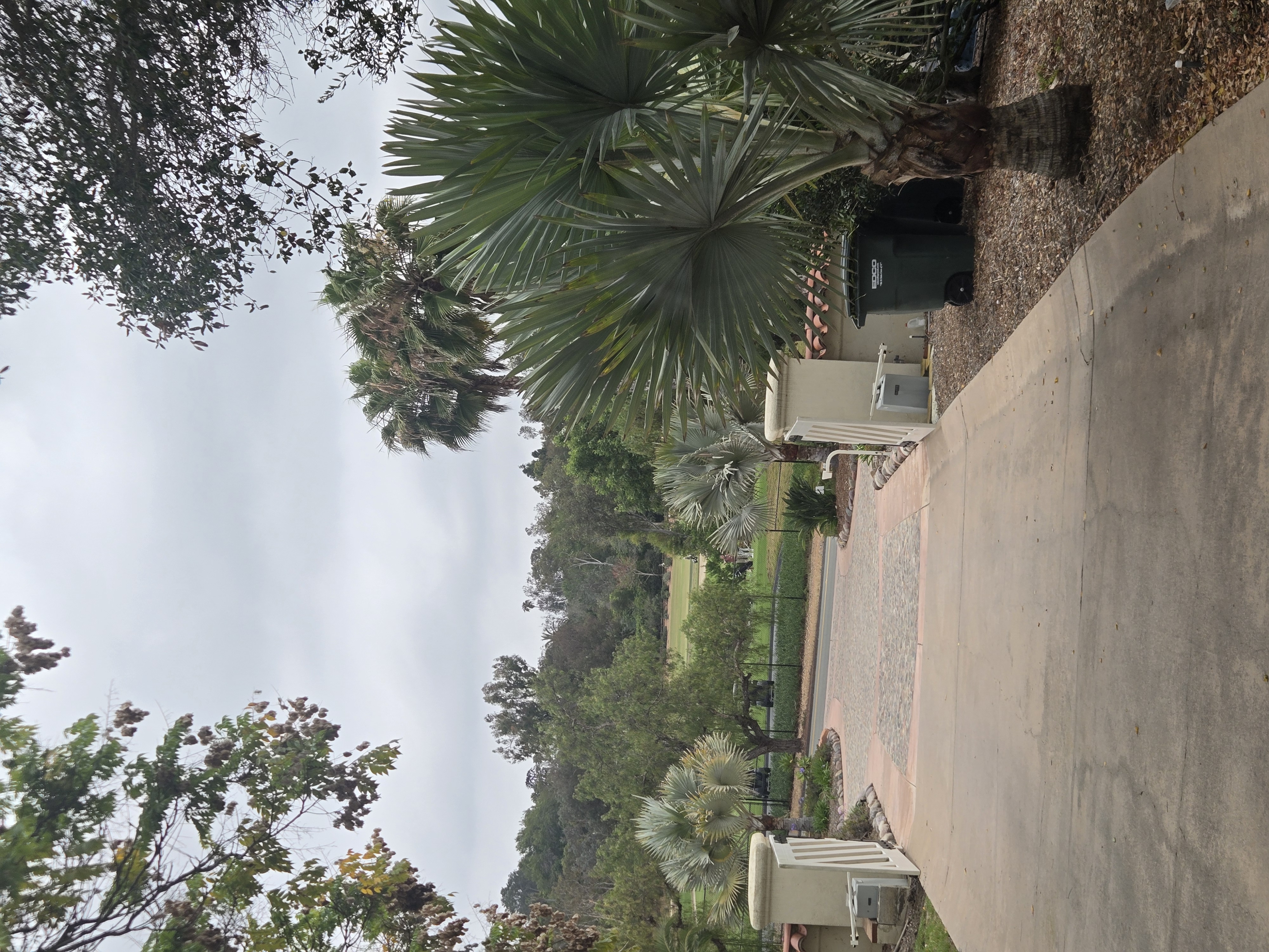 Premium palms in a landscaped setting