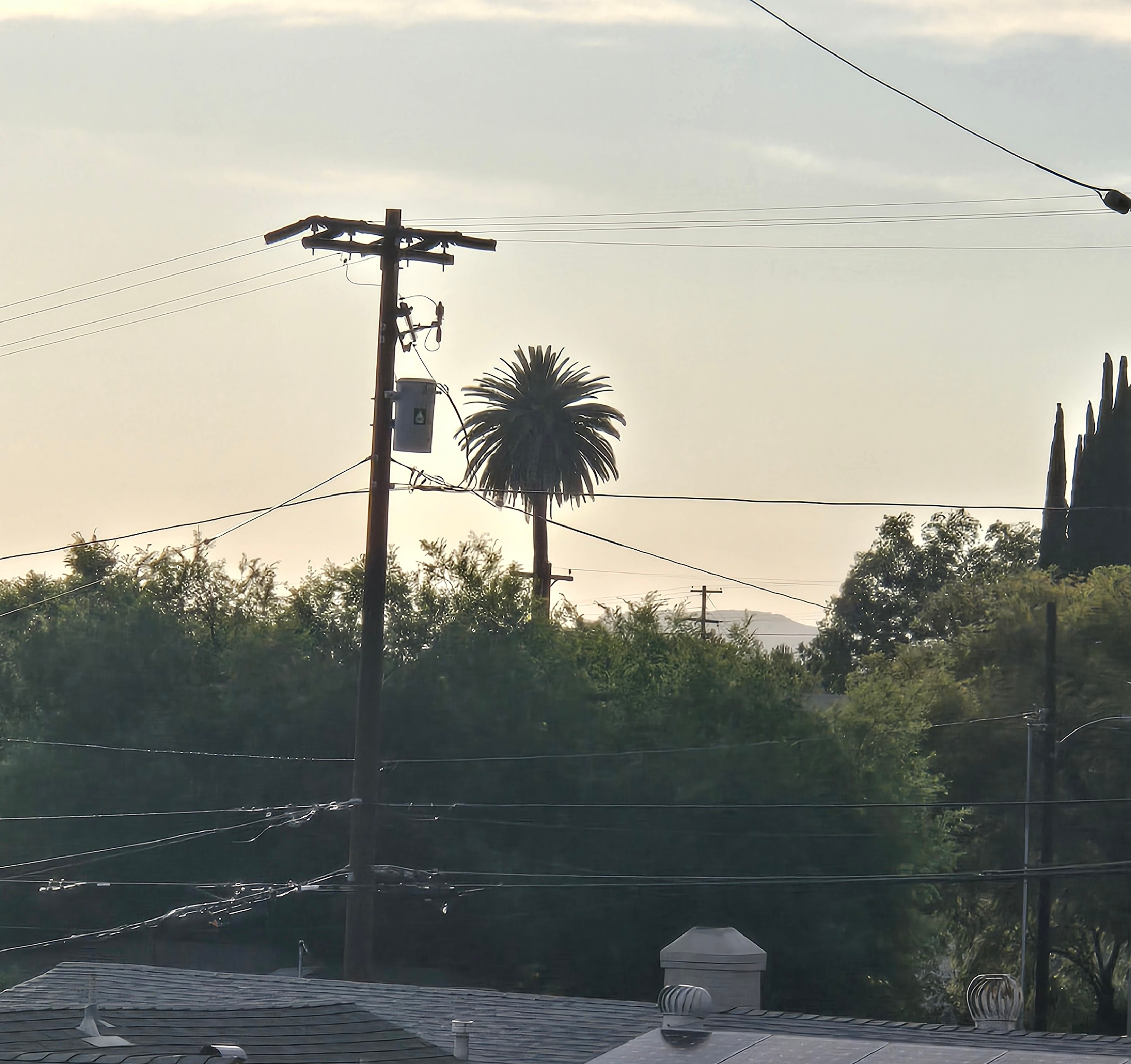 Mature palm landscape in Old Escondido at sunset