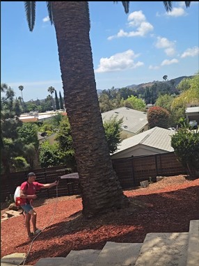 Palm treatment service