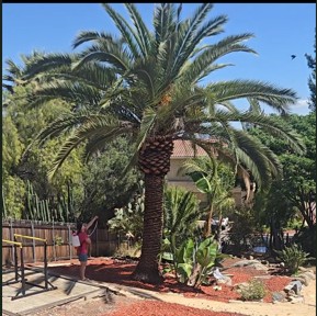 Palm protection work